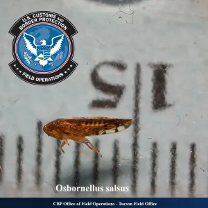 Port of San Luis agriculture specialists intercept first-in-nation pest in produce shipment