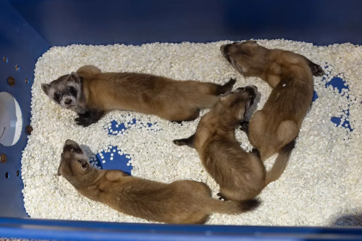  A New Generation Begins - Cloned Black-footed Ferret Kits Offer Hope for the Species