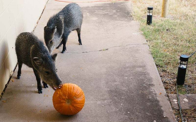 Keep edible Halloween decorations out of hungry wildlife's reach