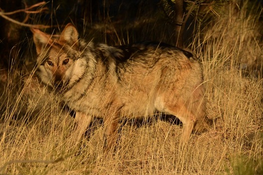 Mexican Wolf Recovery Program Update