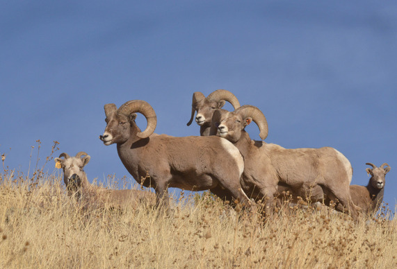 Bighorn sheep translocations reduce collision risk, strengthen wild populations