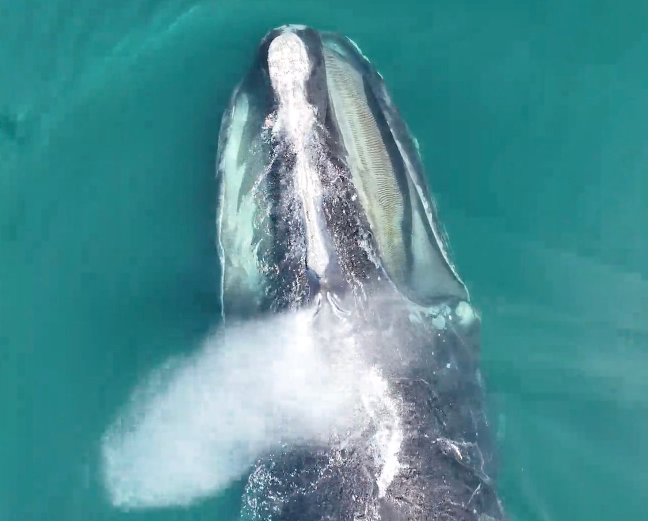 What can a whale’s breath tell us? According to a new study, a lot about its health