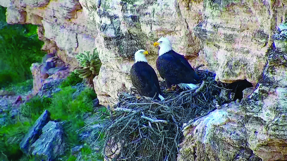 Seasonal restrictions in place as bald eagle breeding begins 