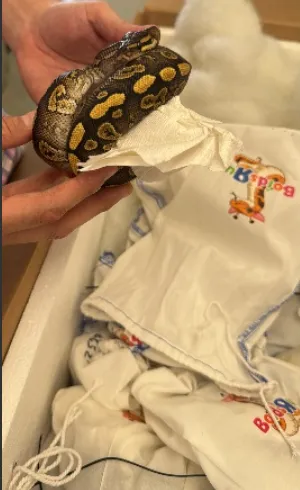 CBP officers intercept live pythons at World Trade Bridge