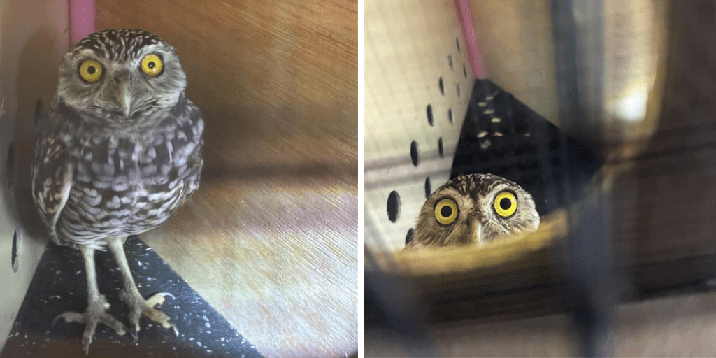 APHIS in Action—Two Owls. Thousands of Miles. One Incredible Team Effort: APHIS Ensures Safe Return for Burrowing Owls