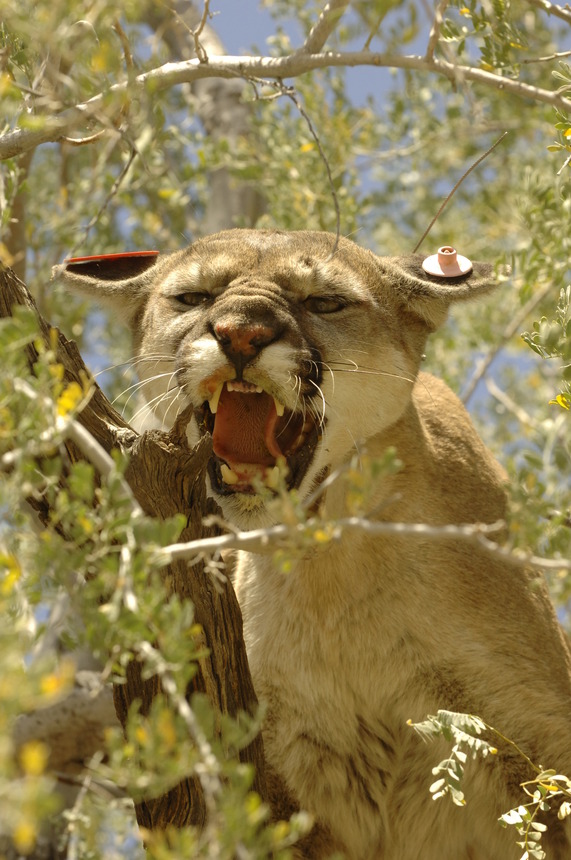 How science informs management of Arizona's mountain lion population