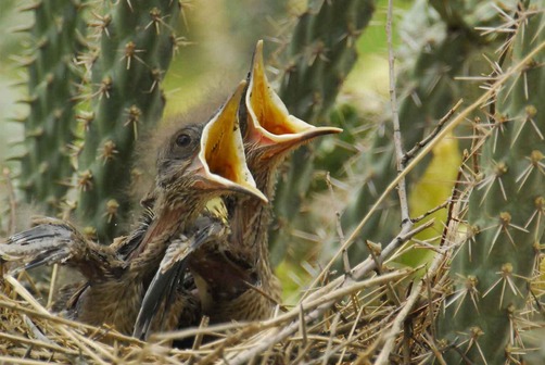 AZGFD: Leave baby wildlife alone
