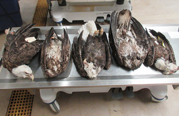 DNR seeks tips about dead eagles in Delta County